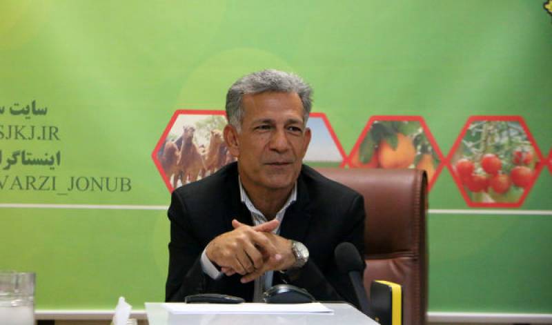 آفت سرخرطومی تاثیری بر محصول خرما ندارد